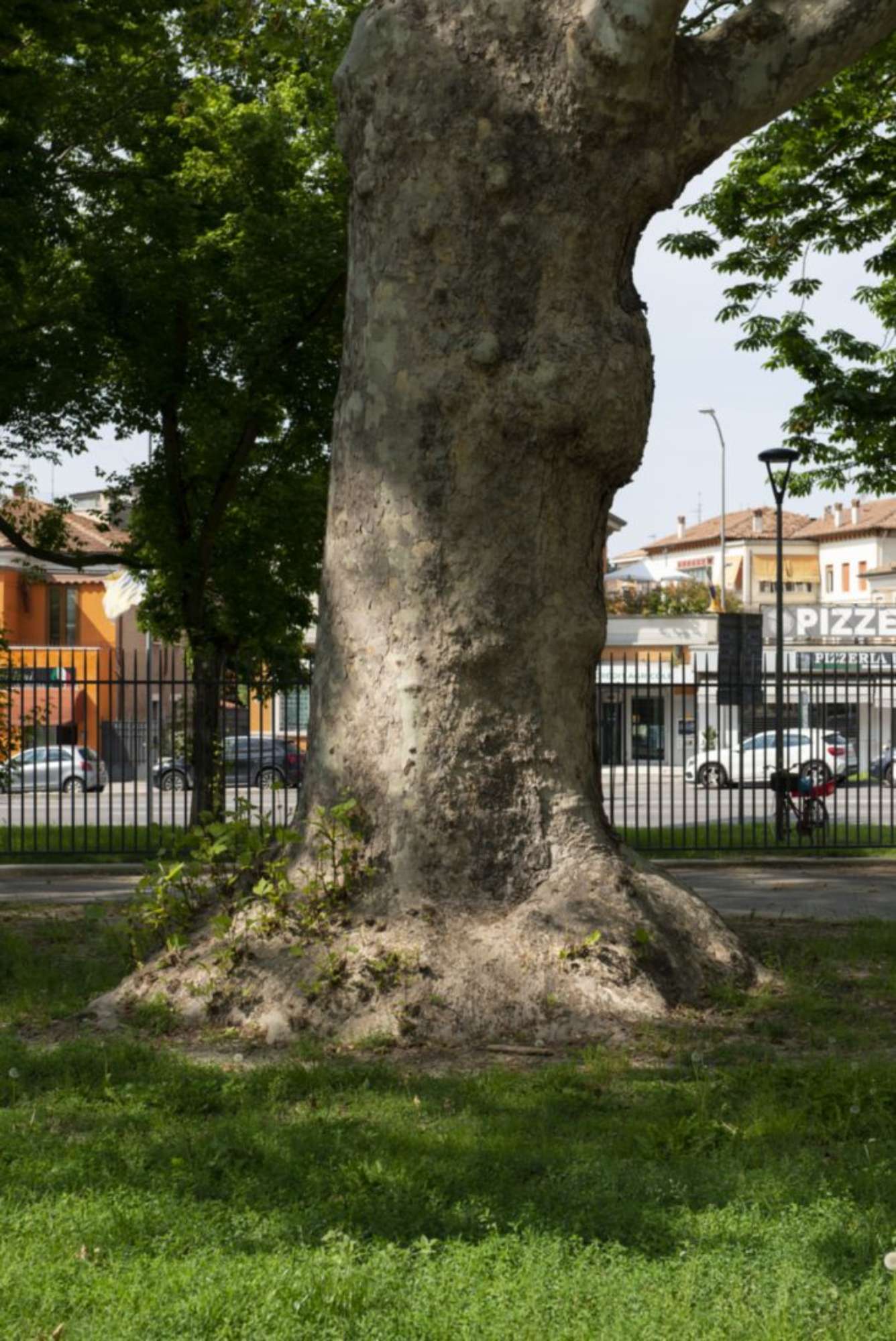 Platano comune_Ferrara_SCA0463